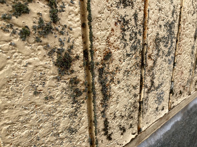 外壁材にコケ発生